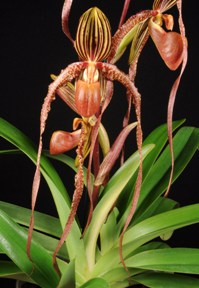 Paphiopedilum Angel Hair Gayle's Amber HCC/AOS 78 pts.